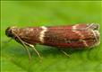 1433 (62.007) Cryptoblabes bistriga